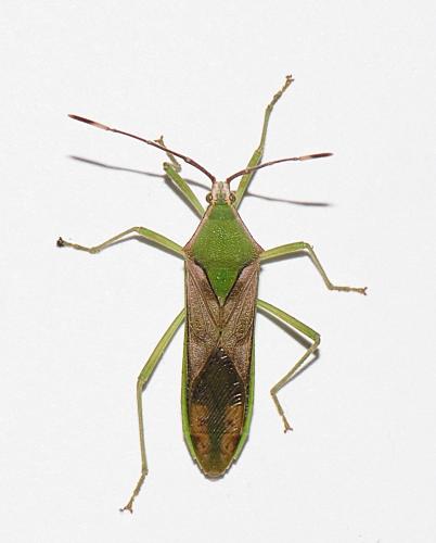 Homoeocerus striicornis